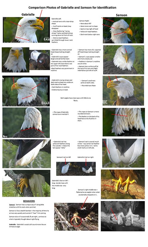 Comparison of Gabrielle and Samson