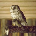 sova webkamera, owl webcam