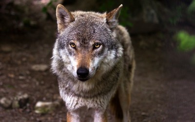 Divoký Yellowstone: Vlčice – dokumentární film[:en]Wild Yellowstone: She-wolf – documentary film[:de]Wilde Yellowstone : Weibchen Wölf – Dokumentarfilm[:fr]Yellowstone Wild: Femelle loup gris – film documentaire
