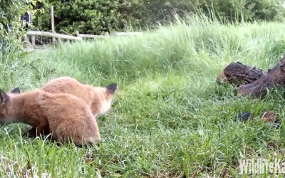 Lišky, jezevci webkamera[:en]Fox, badger webcam