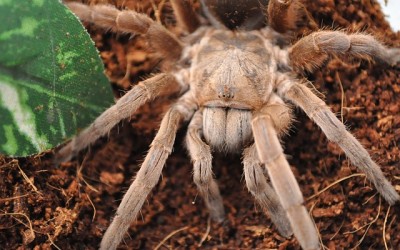 Terarium s pavoukem – Sklípkan webkamera