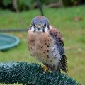 kestrel-1208031_640