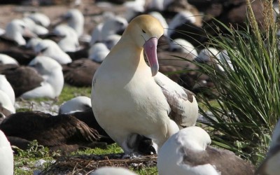 Albatros královský webkamera z hnízdění