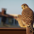 poštolka obecná, kestrel