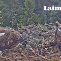 orlovci lotyšsko jména