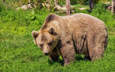 Webcam de oso pardo en la reserva de Libearty