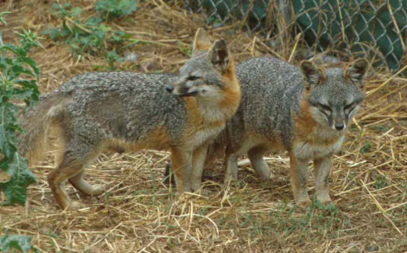 Visiting fox island on eagle's nest