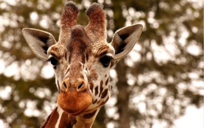 Žirafa – Zoo Magdeburg
