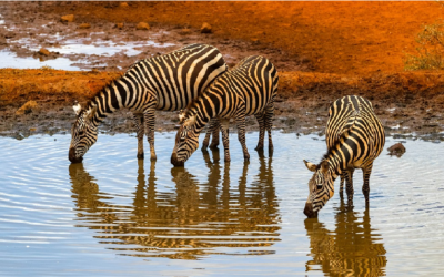 Napajedlo Nkorho Bush Lodge
