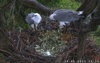 The female white-bellied eagle Lady laid two eggs of the 2023 season