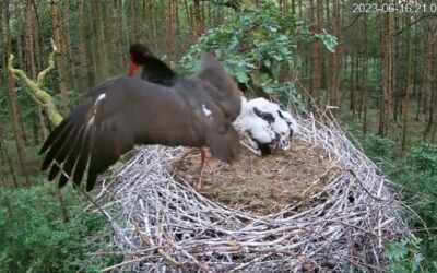 The hawk knocked the young stork off the nest