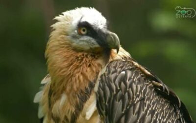 Ostrava Zoo is helping with the restoration of the bearded vulture population