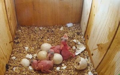 Rare game mandelikas have hatched young