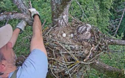 Ringing of a young brown harrier in Latvia