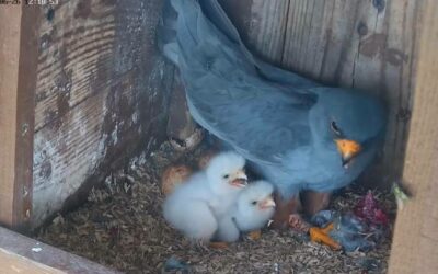 Young red-footed kestrels have hatched in Hungary